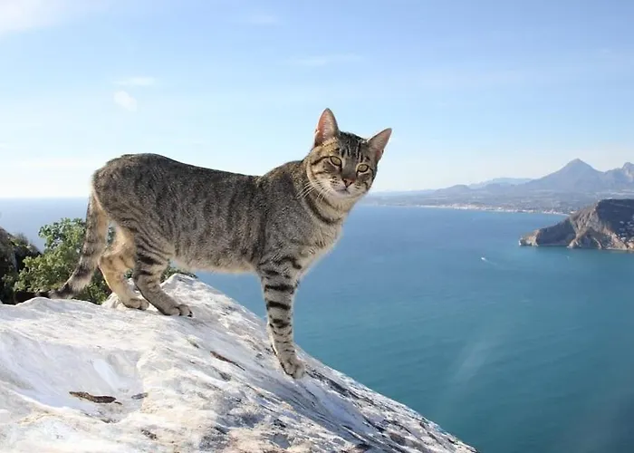 Amanda - Plusholidays * 칼페